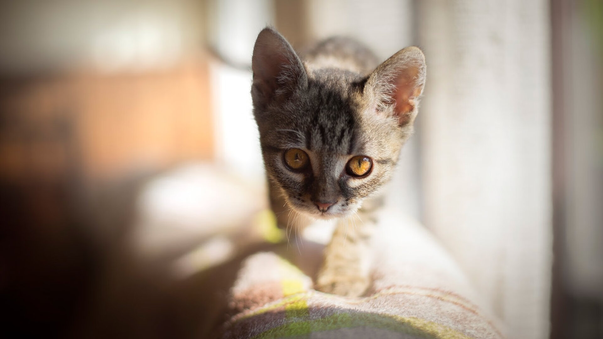 武术套路国家队制定新周期动作训练模板，武术套路全年训练计划