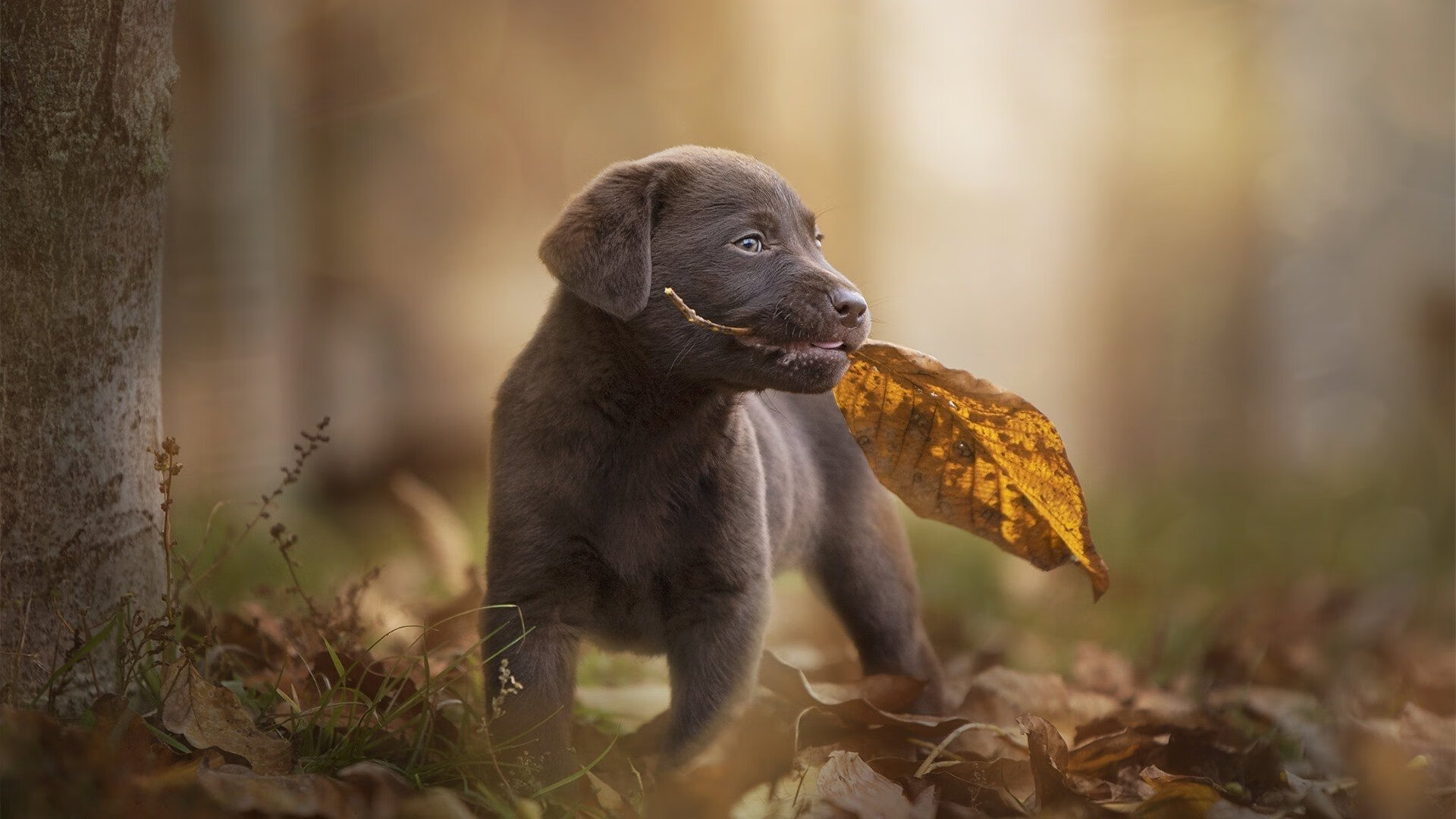 罚球命中率稳定的关键球员盘点,罚球命中率历史第一