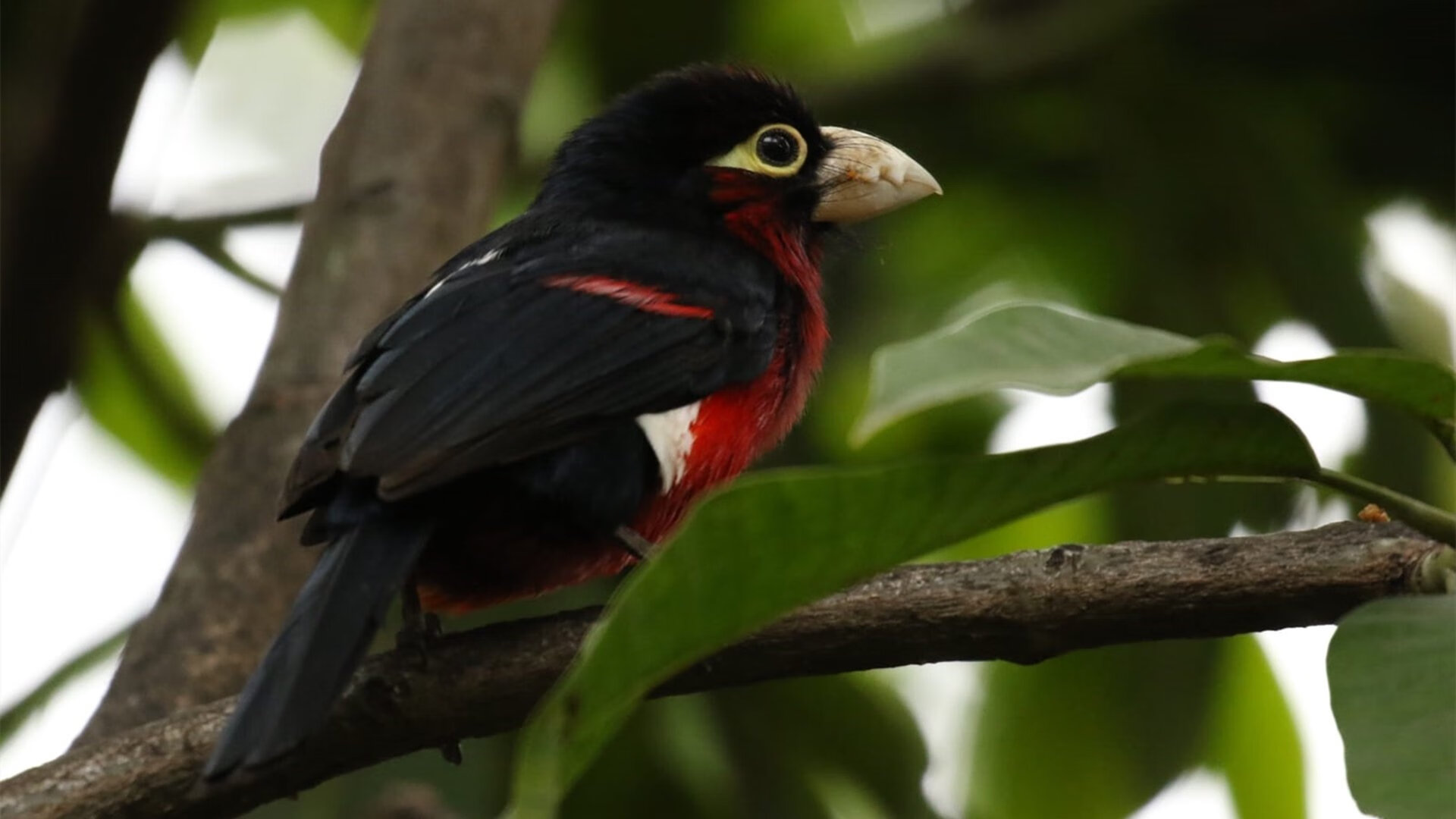 罚球命中率稳定的关键球员盘点,罚球命中率历史第一